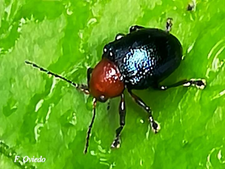Chalcophana godmani