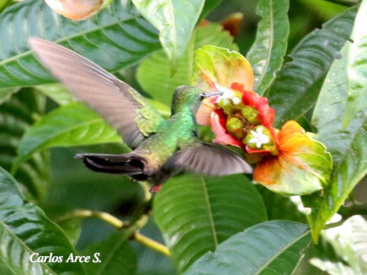 Chalybura urochrysia (Colibrí patirrojo)