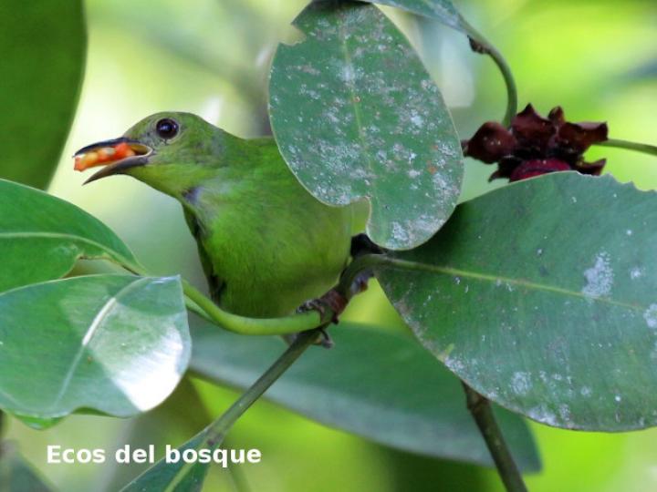 Chlorophanes spiza (Mielero verde)