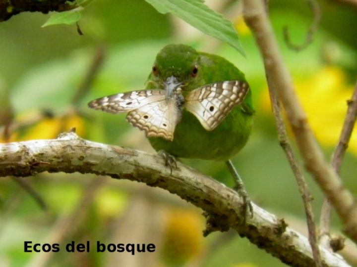 Chlorophanes spiza (Mielero verde)