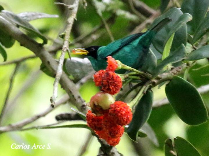Chlorophanes spiza (Mielero verde)