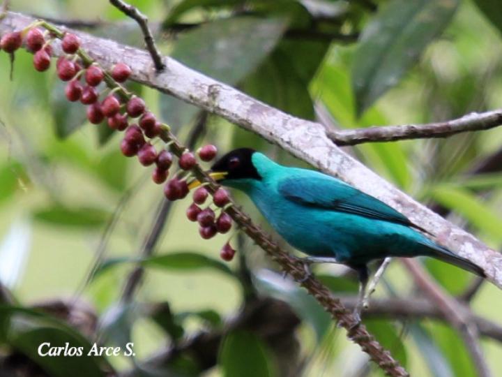 Chlorophanes spiza (Mielero verde)