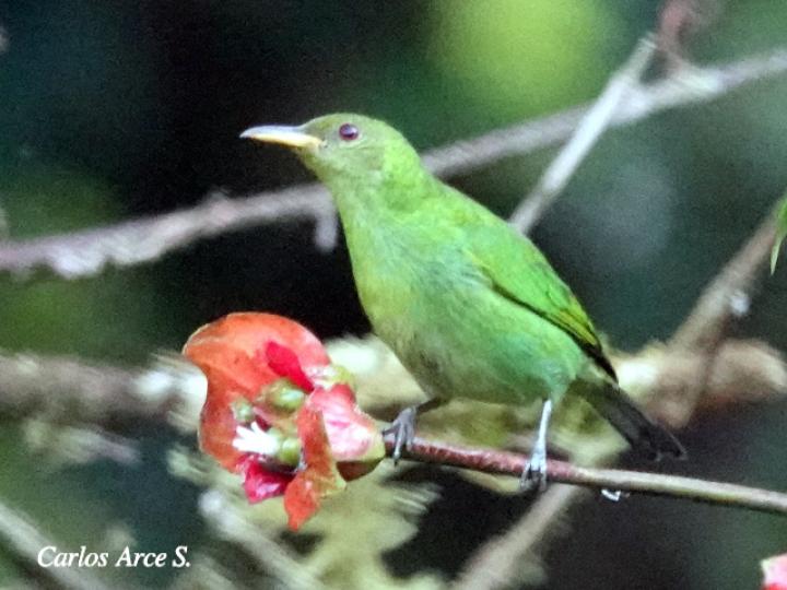 Chlorophanes spiza (Mielero verde)