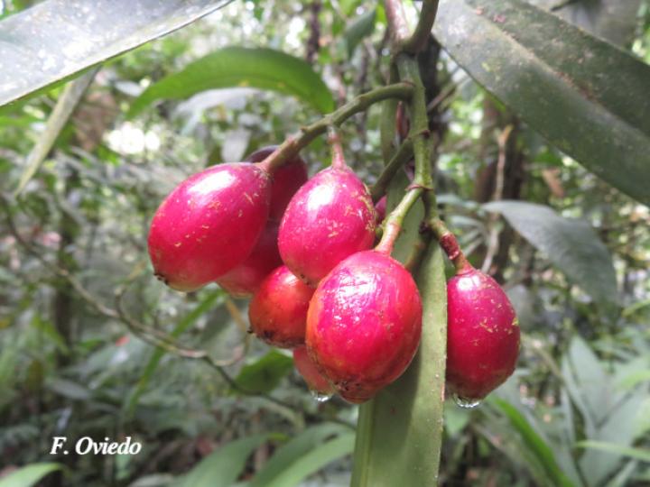 Chrysochlamys silvicola