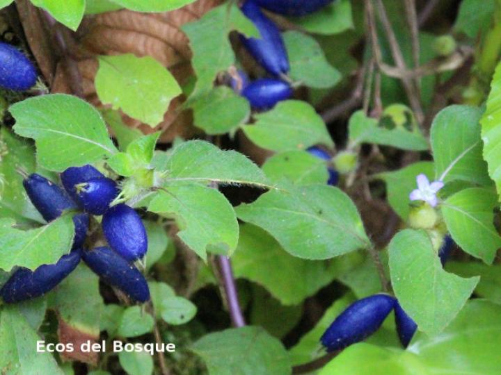 Coccocypselum hispidulum