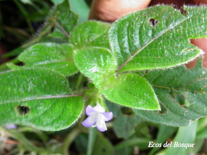 Coccocypselum hispidulum