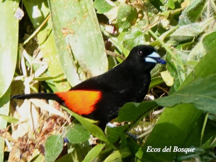 Coccocypselum hispidulum