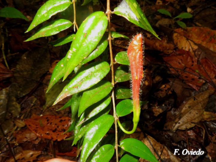Columnea oerstediana