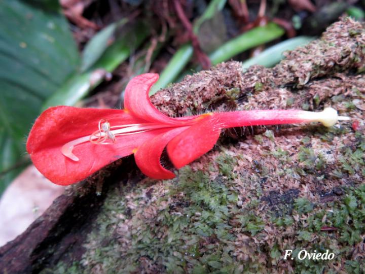 Columnea oerstediana