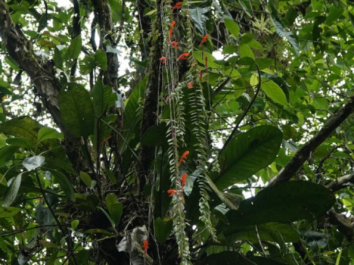 Columnea oerstediana