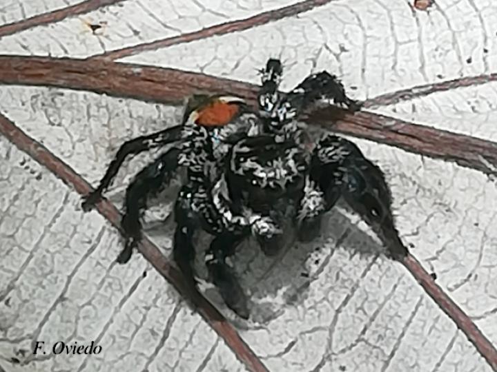 Corythalia opima