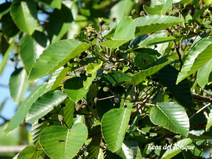 Coussapoa villosa (Montano)