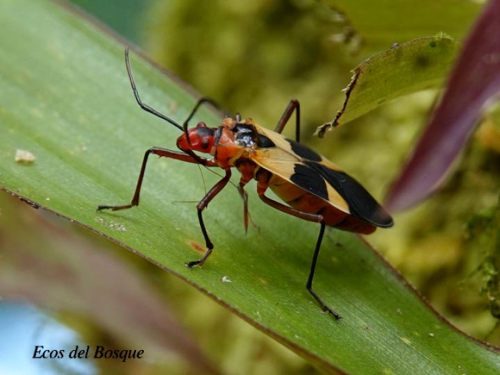 Dysdercus mimus Dysdercus mimus