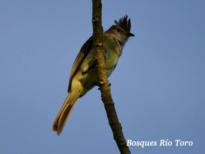 Elaenia flavogaster (Elaenia copetana, copetoncillo)