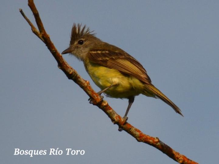 Elaenia flavogaster (Elaenia copetana, copetoncillo)