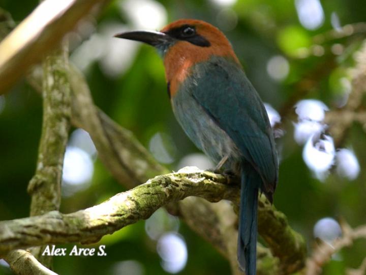 Electron platyrhynchum (Momoto piquiancho)