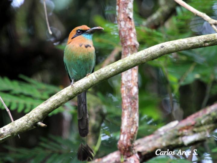 Electron platyrhynchum (Momoto piquiancho)