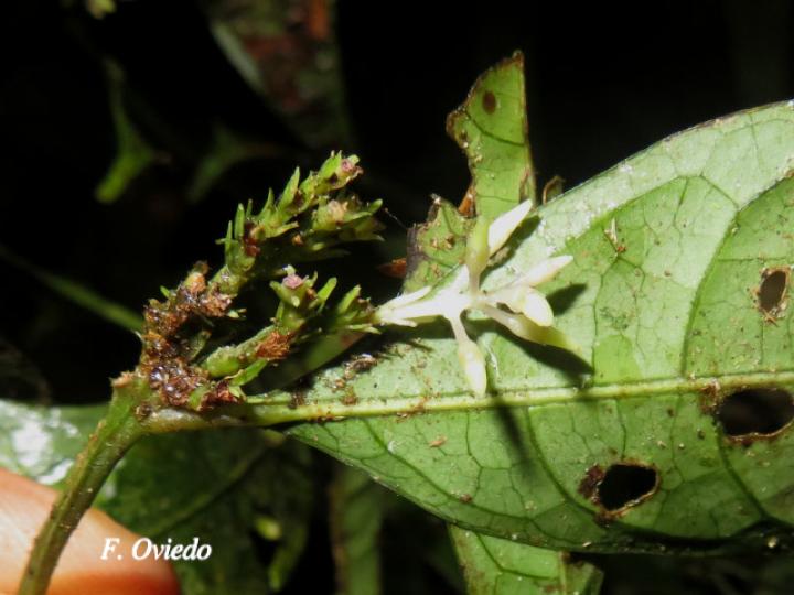 Faramea myrticifolia