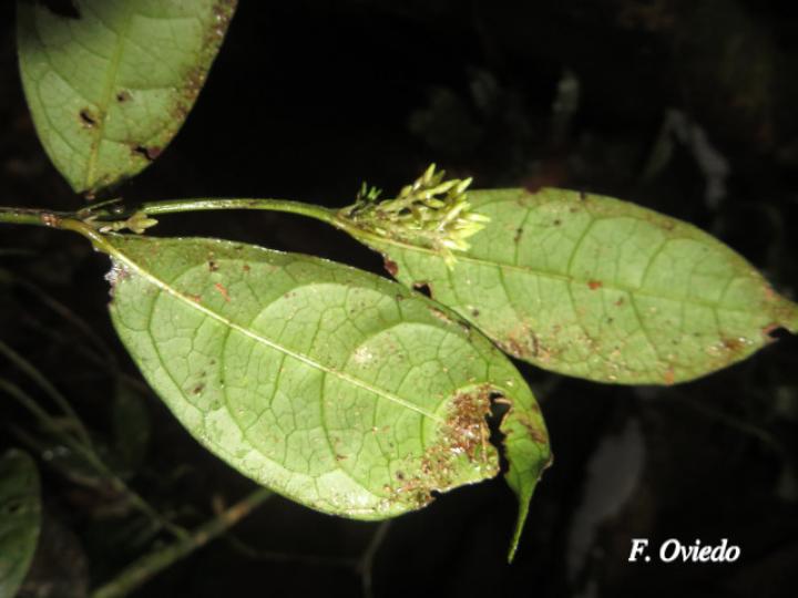 Faramea myrticifolia