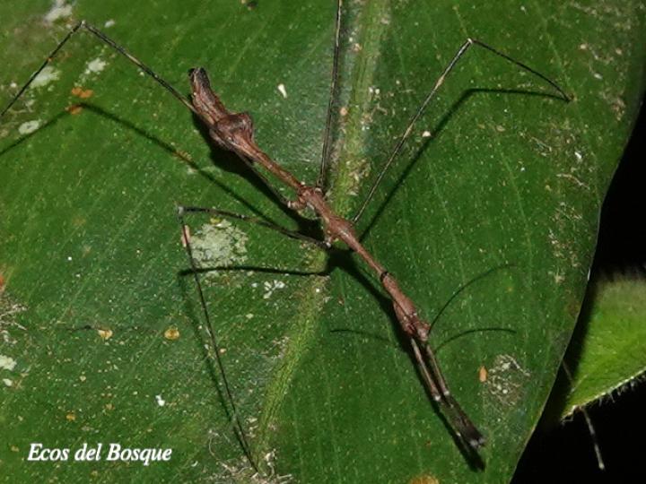 Ghilianella strigata