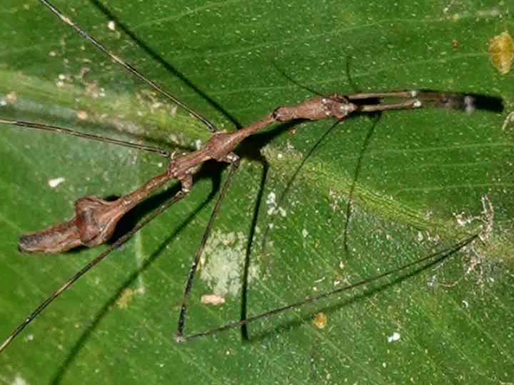 Ghilianella strigata