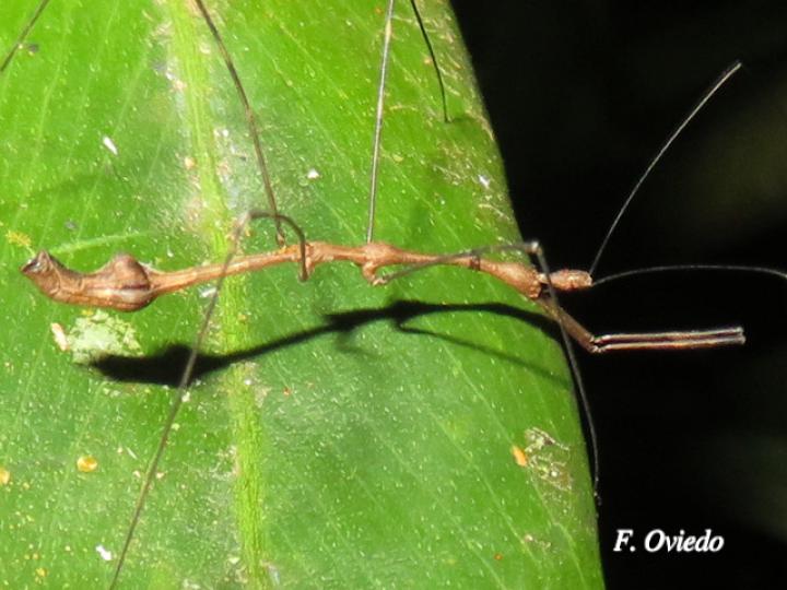 Ghilianella strigata
