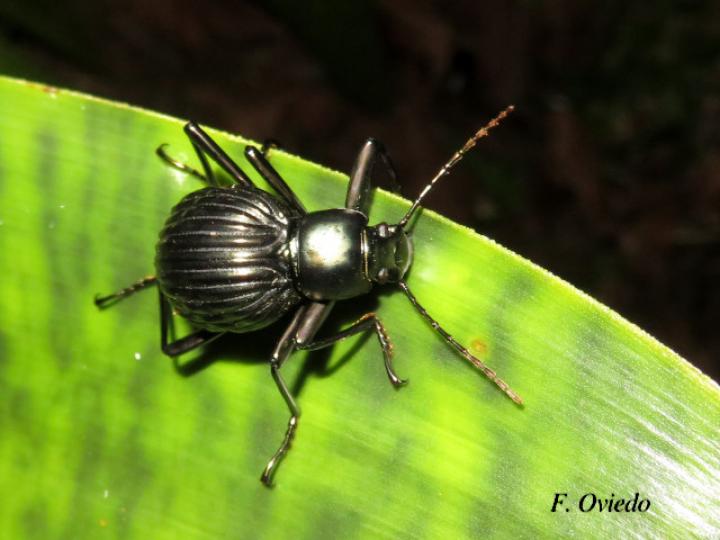 Hegemona filibuster