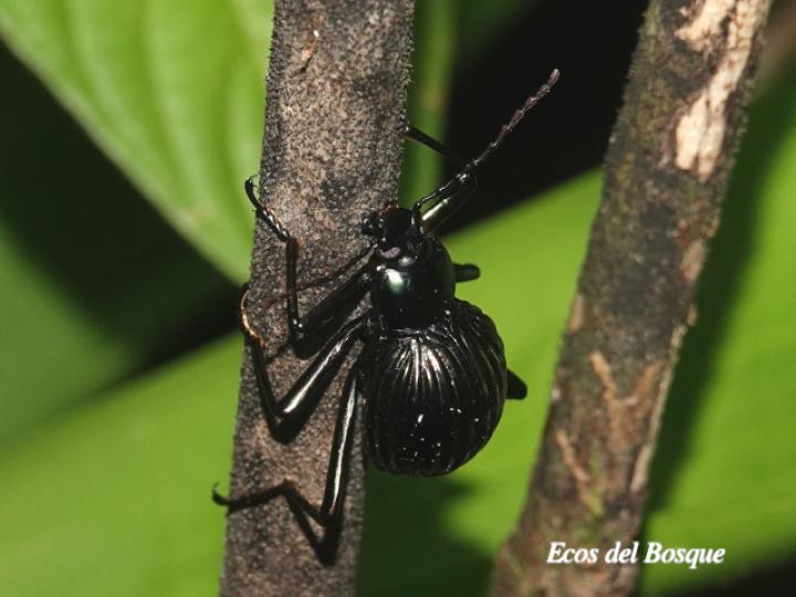 Hegemona filibuster