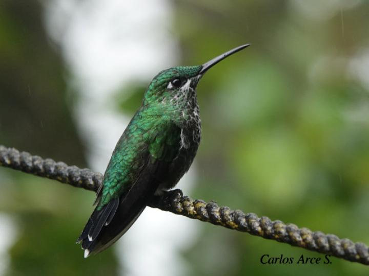 Heliodoxa jacula (Colibrí brillante frentiverde)
