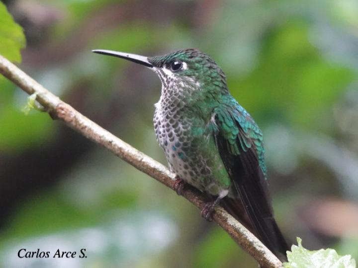 Heliodoxa jacula (Colibrí brillante frentiverde)