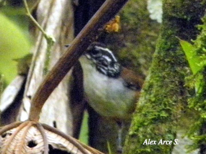 Henicorhina leucosticta (Cucarachero pechiblanco)