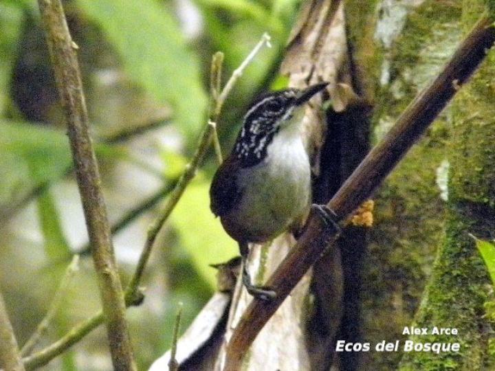 Henicorhina leucosticta (Cucarachero pechiblanco)