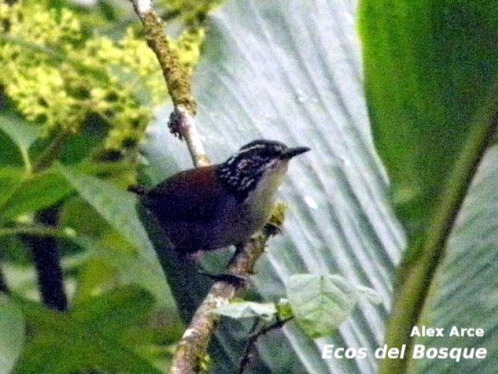 Henicorhina leucosticta (Cucarachero pechiblanco)