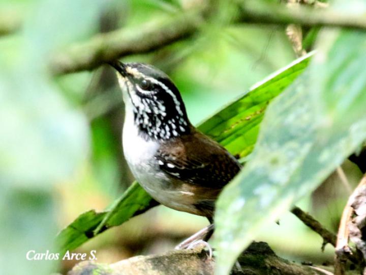 Henicorhina leucosticta (Cucarachero pechiblanco)