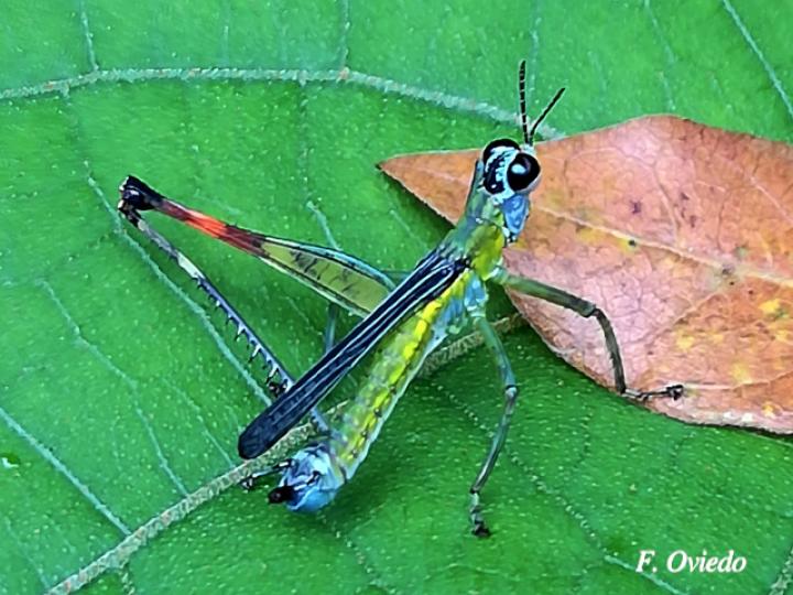 Homeomastax robertsi Homeomastax robertsi