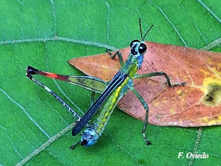 Homeomastax robertsi