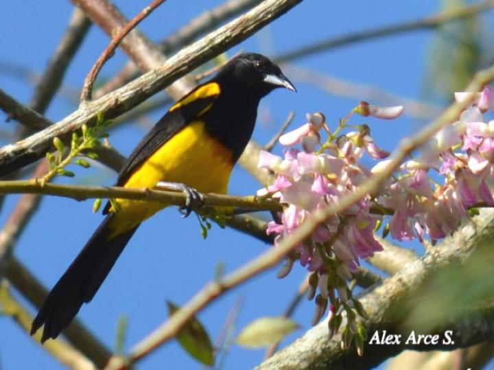 Icterus prosthemelas (Bolsero capuchinegro)