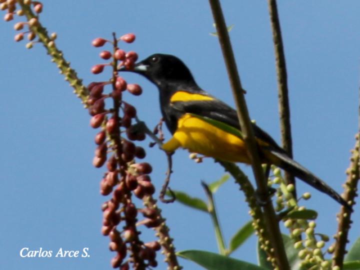 Icterus prosthemelas (Bolsero capuchinegro)