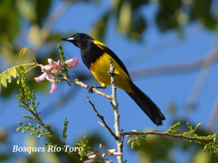 Icterus prosthemelas (Bolsero capuchinegro)