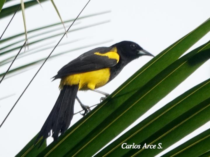 Icterus prosthemelas (Bolsero capuchinegro)