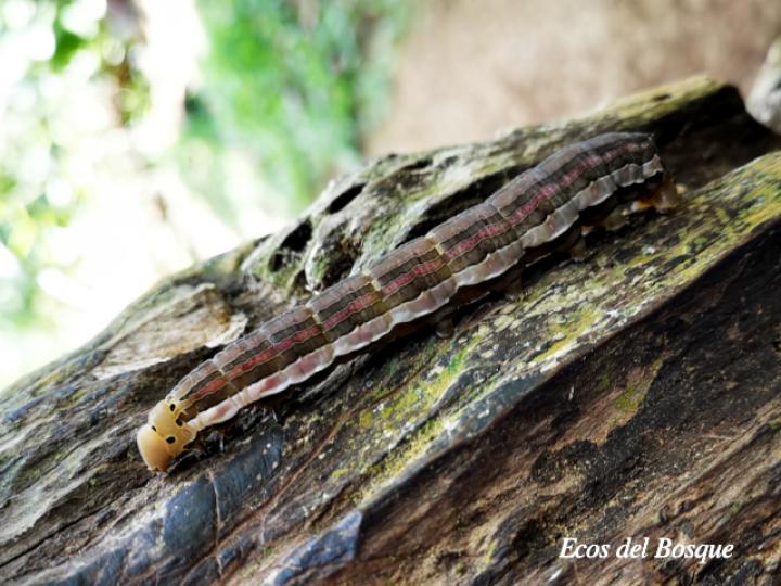 Isognathus rimosa