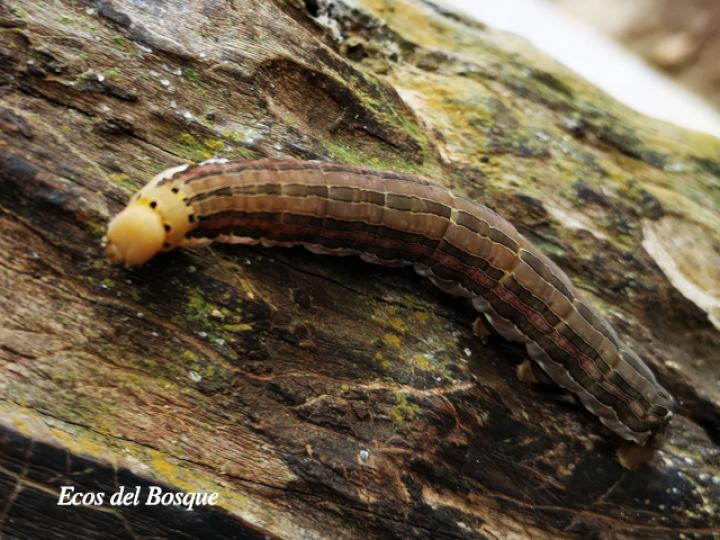 Isognathus rimosa