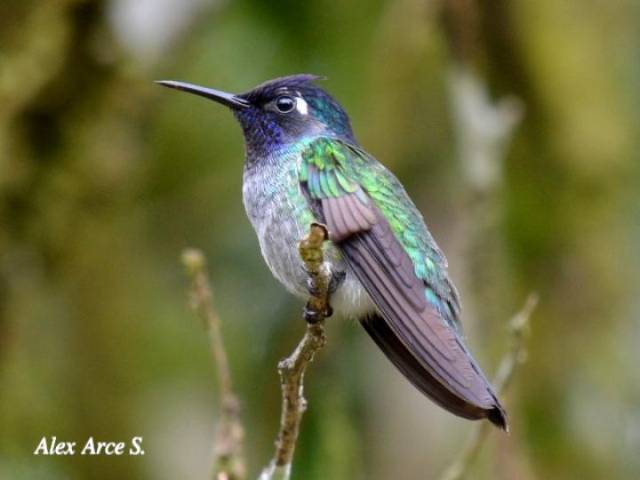 Klais guimeti (Colibrí cabeciazul)