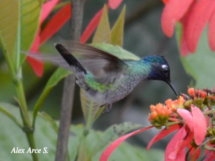 Klais guimeti (Colibrí cabeciazul)