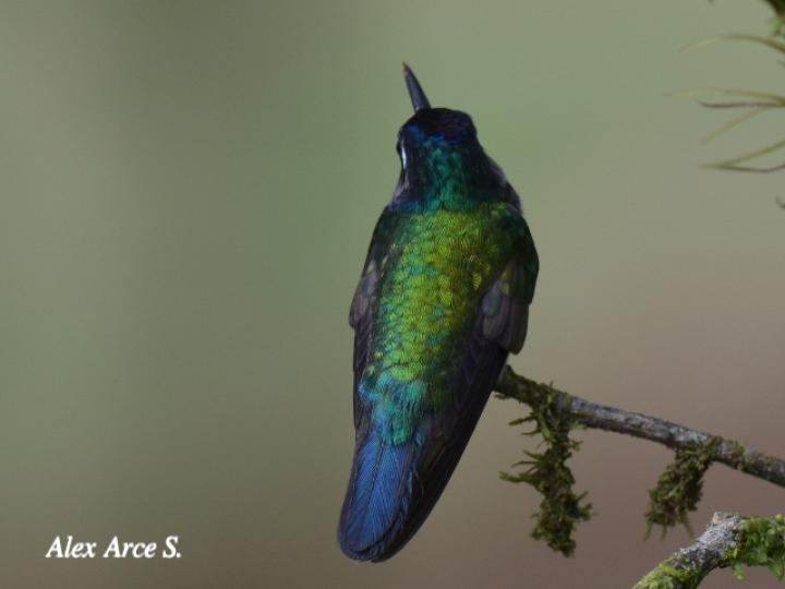 Klais guimeti (Colibrí cabeciazul)