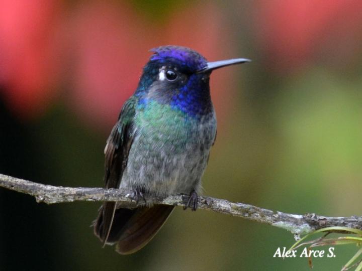 Klais guimeti (Colibrí cabeciazul)