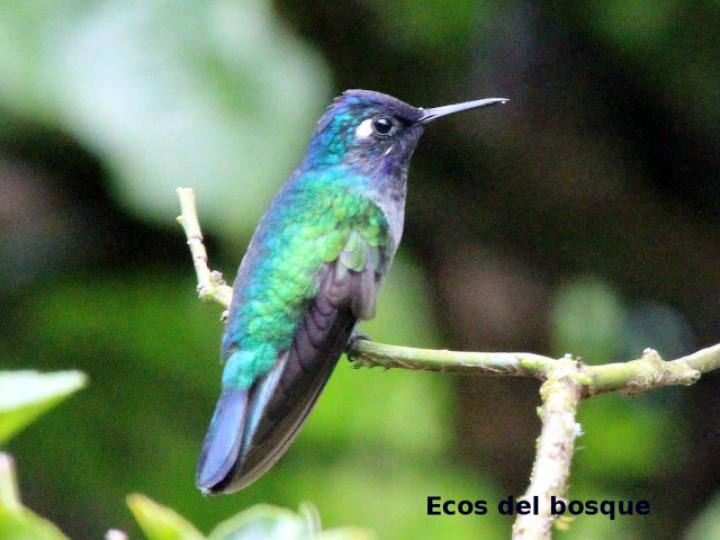 Klais guimeti (Colibrí cabeciazul)