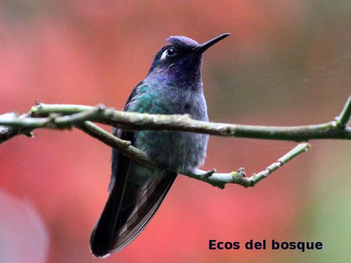 Klais guimeti (Colibrí cabeciazul)