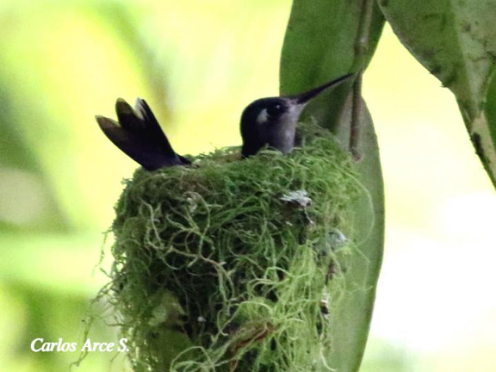 Klais guimeti (Colibrí cabeciazul)
