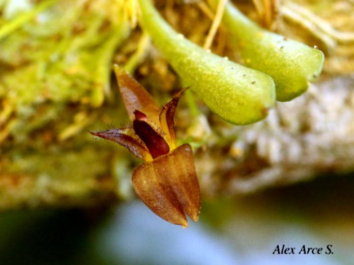 Lankesteriana barbulata